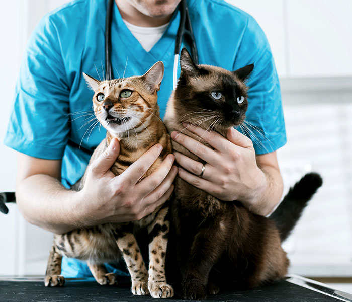 veterinarian petting two beautiful cats before health exam