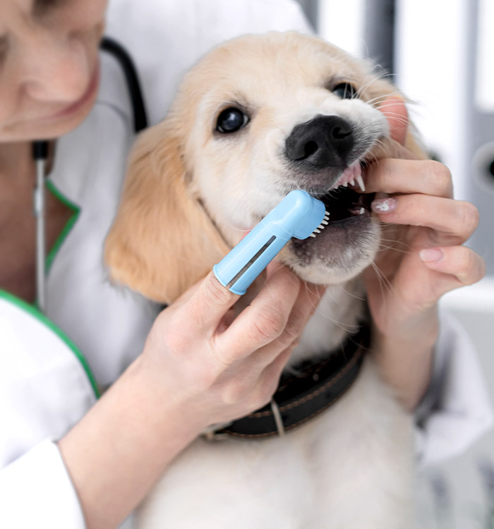 vet cleaning dog's teeth