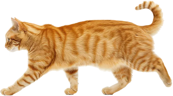 ginger cat walking side
