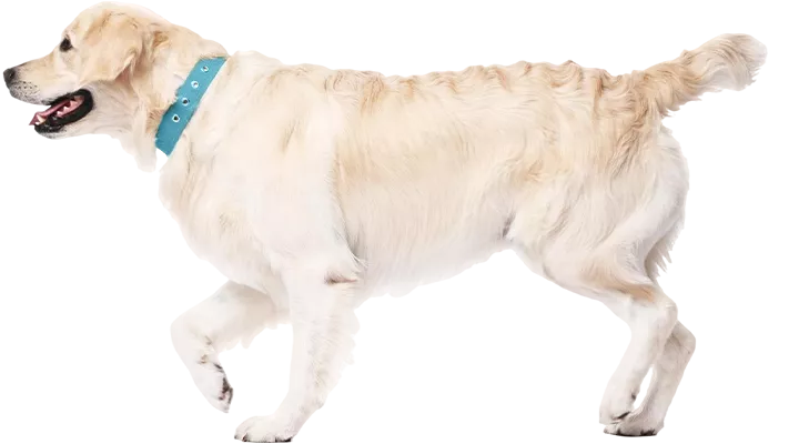 golden retriever dog walking