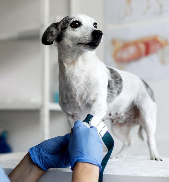 veterinarian taking a blood sample from a dog for diagnostic testing