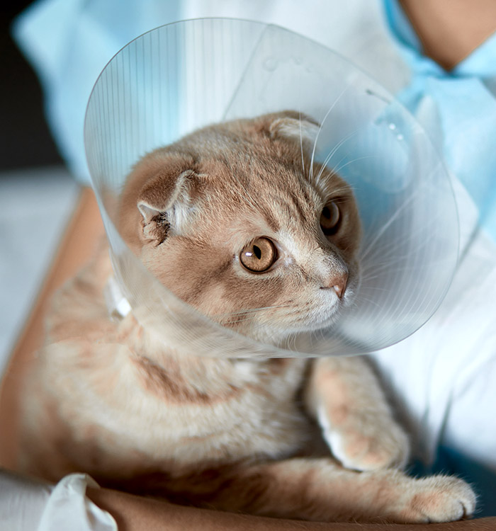 vet holding cat after spay or neuter surgery