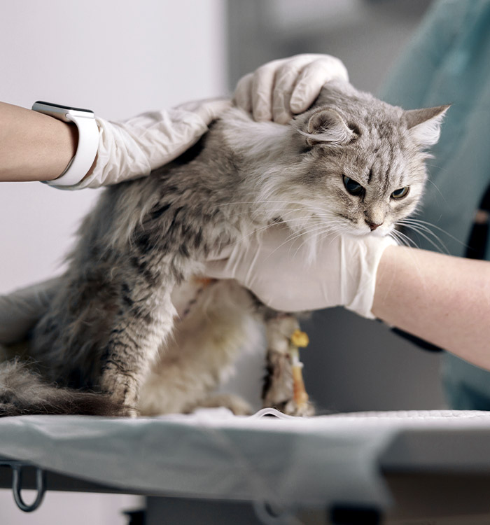 cat being prepared for a surgical procedure