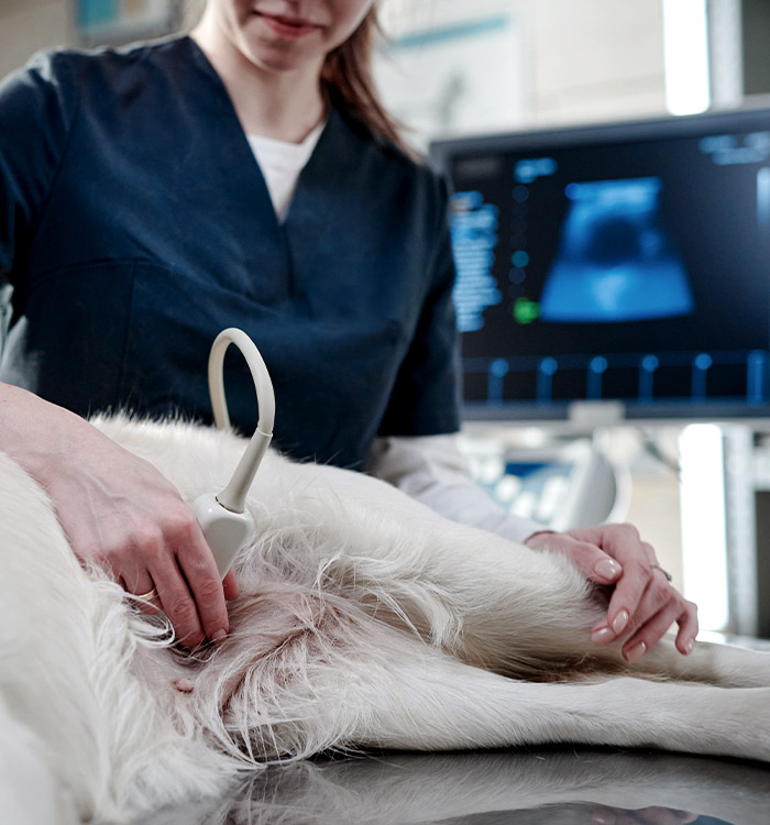 dog receiving an ultrasound examination