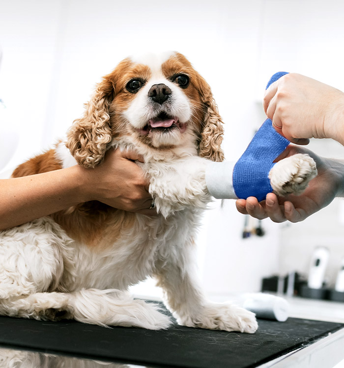 veterinarian bandaging a dog's paw during an emergency care appointment