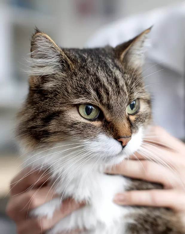 your friends at dacula animal hospital front