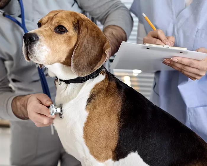 veterinarian checking dog with stethoscope