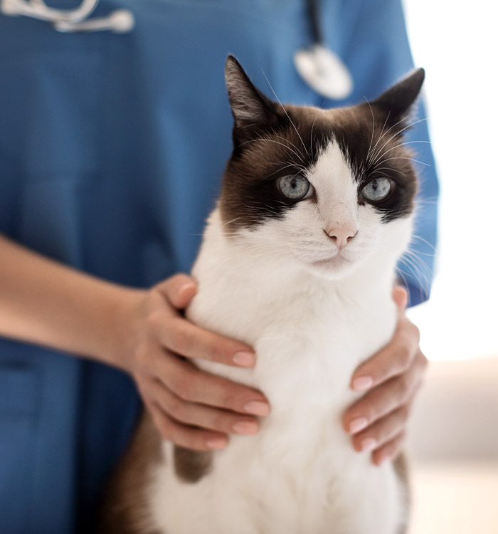 vet holding cat during wellness exam